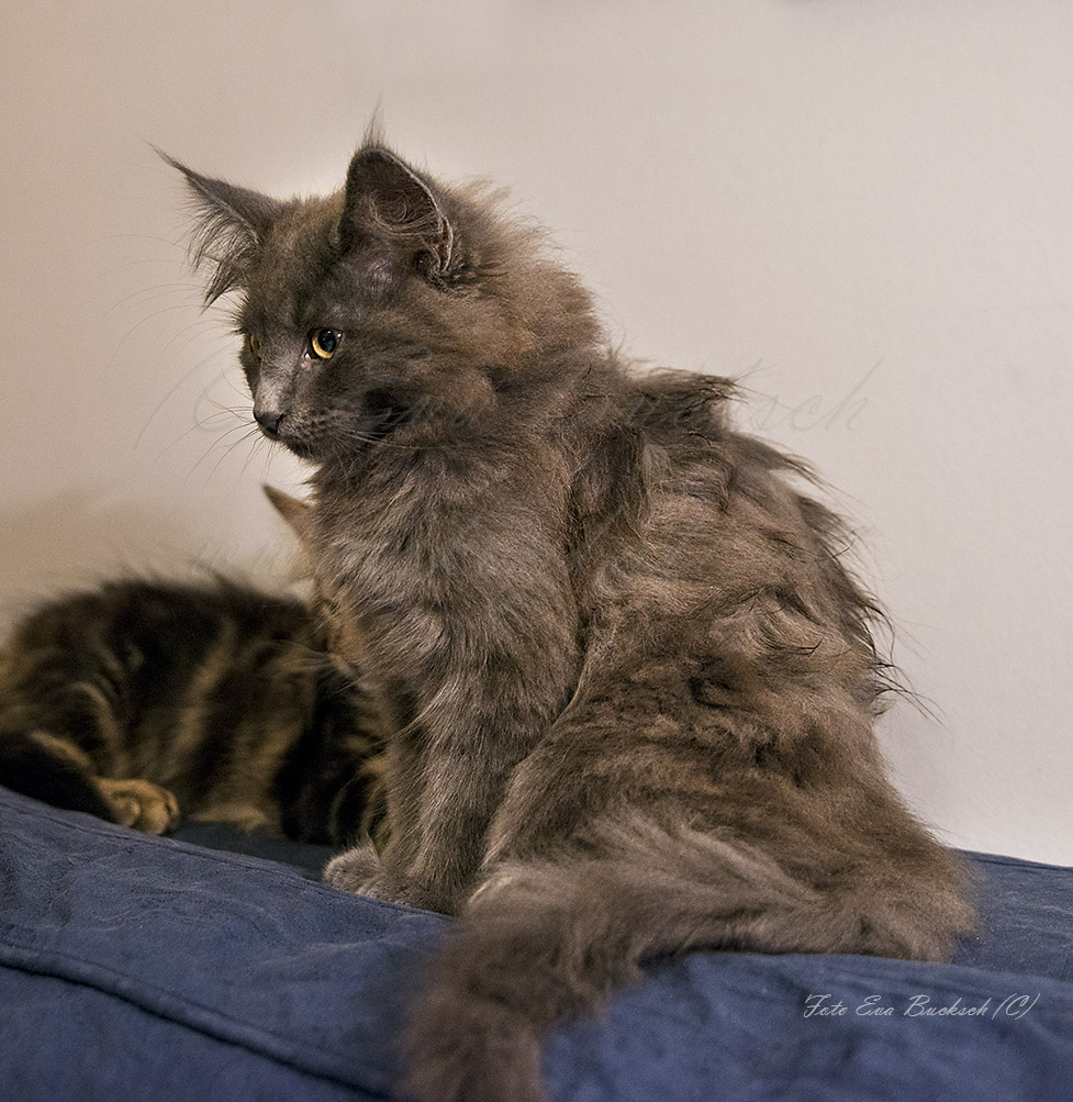 Huldrelandets norska skogkatter - foto av Eva Bucksch